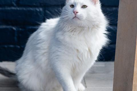 В дар кошку. Белоснежный красавец, домашний котик Ченя ищет дом. Фото1