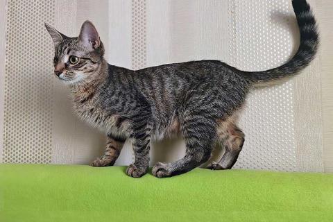 В дар кошку. Минитигренок Лора, ласковая кошечка-подросток ищет дом. Фото1