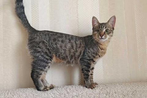 В дар кошку. Минитигренок Лора, ласковая кошечка-подросток ищет дом. Фото3