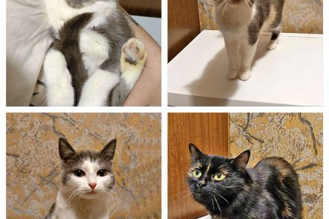 В дар кошку. Ищут дом домашние котики — они очень ждут своих людей . Фото1