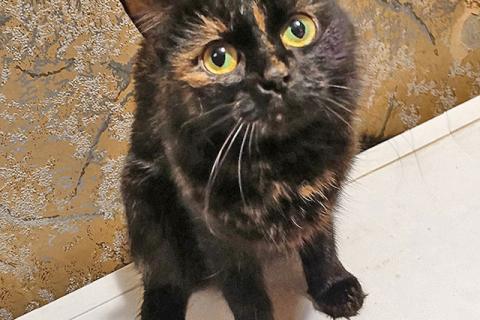 В дар кошку. Ищут дом домашние котики — они очень ждут своих людей . Фото3