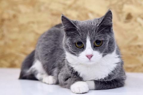 В дар кошку. Фимочка, ласковая и нежная кошечка ищет дом!. Фото1