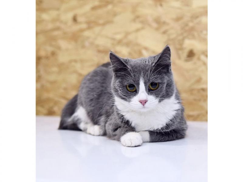 В дар кошку