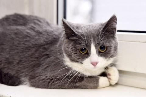 В дар кошку. Фимочка, ласковая и нежная кошечка ищет дом!. Фото3