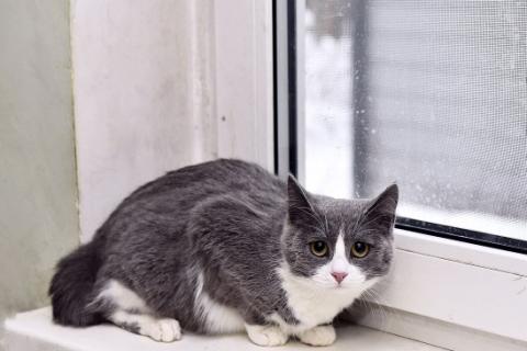 В дар кошку. Фимочка, ласковая и нежная кошечка ищет дом!. Фото4