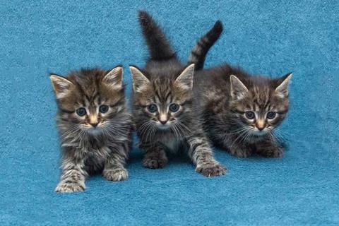 В дар кошку. Крохи-котята ищут дом и надёжных, заботливых хозяев. Фото1