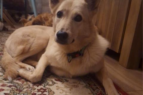 В дар собаку. Мила, самое милое и потрясающее существо!. Фото1