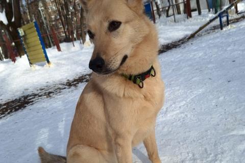 В дар собаку. Мила, самое милое и потрясающее существо!. Фото3