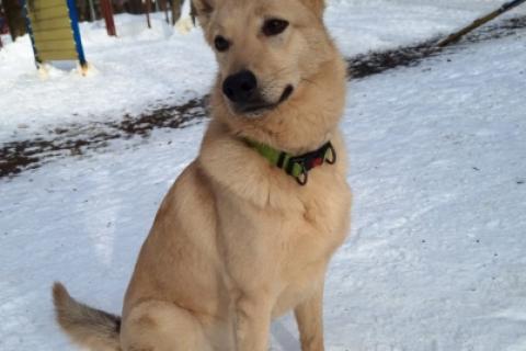 В дар собаку. Мила, самое милое и потрясающее существо!. Фото4