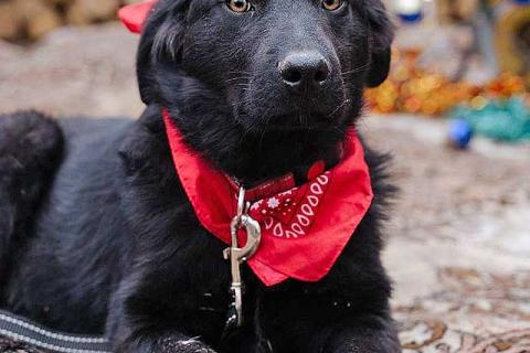 В дар собаку. Ищет дом очаровательный щенок-подросток Мишутка. Фото3