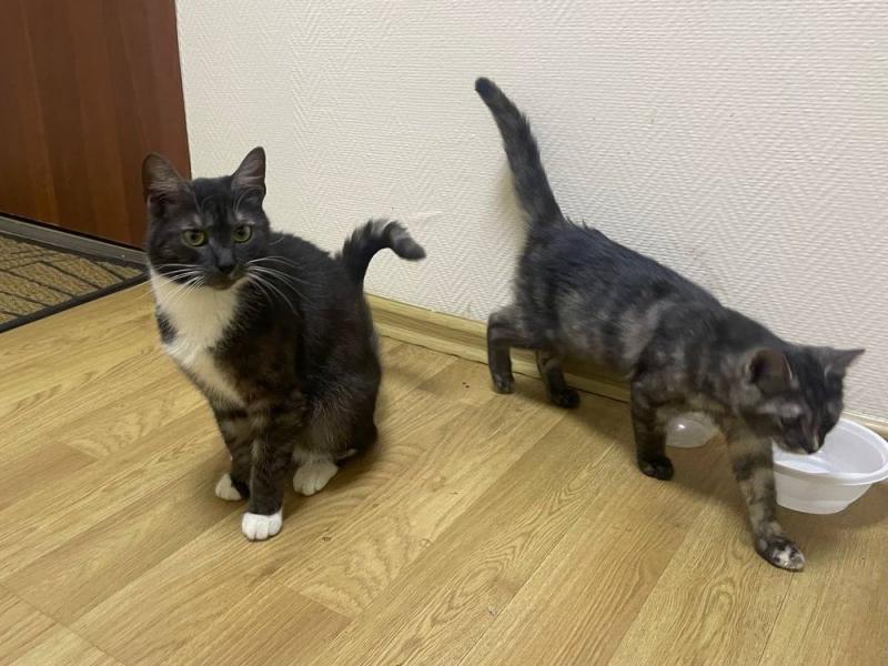 В дар кошку