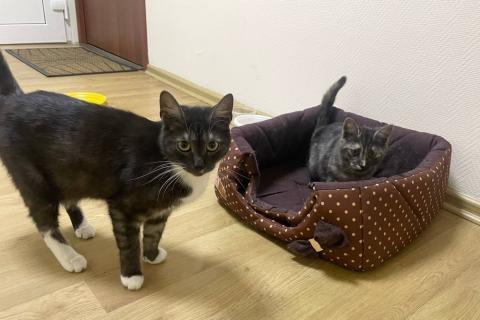 В дар кошку. Ласковые кошечки — мама и дочка ищут дом. Фото2