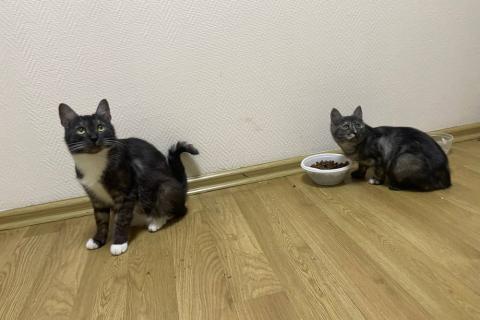 В дар кошку. Ласковые кошечки — мама и дочка ищут дом. Фото3