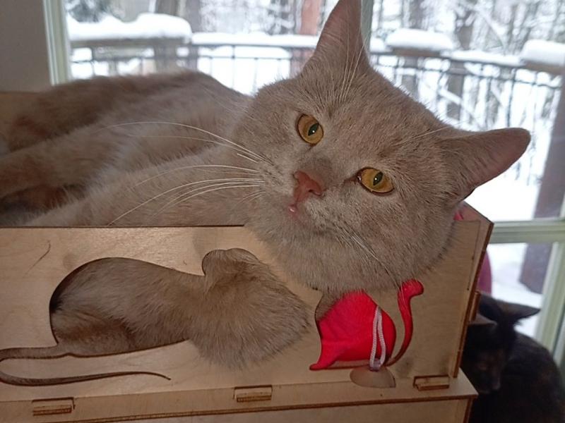 В дар кошку