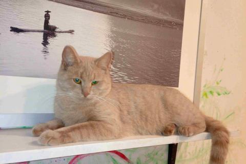В дар кошку. Рыжий, вежливый и тактичный кот Стив в добрые руки. Фото2
