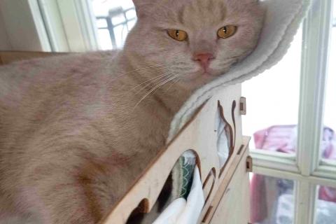 В дар кошку. Рыжий, вежливый и тактичный кот Стив в добрые руки. Фото4