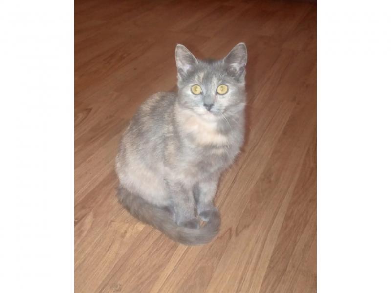 В дар кошку