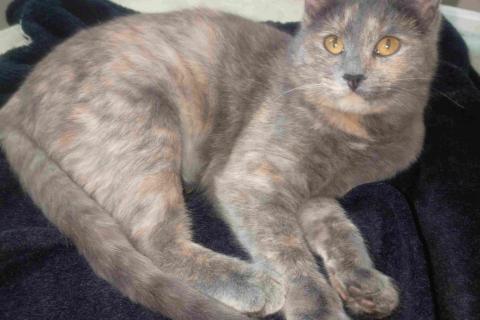 В дар кошку. Трехцветный котёнок Малышка в добрые руки. Фото2