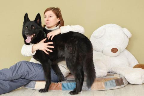 В дар собаку. Мечтаете о черной овчарке?. Фото3