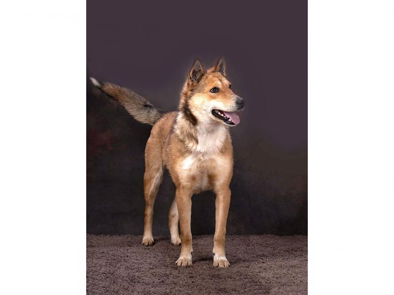 В дар собаку