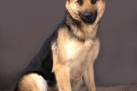 В дар собаку. Молодая, ласковая и общительная собачка Альма ищет дом. Фото1