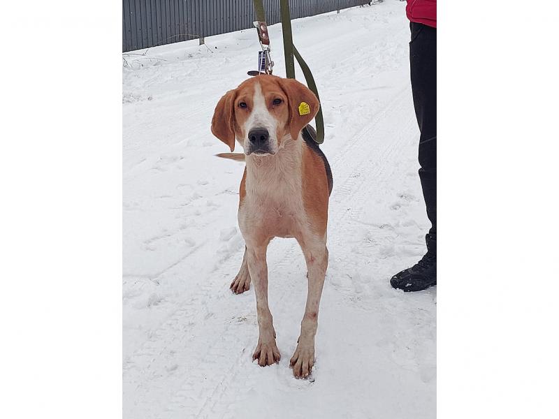 В дар собаку