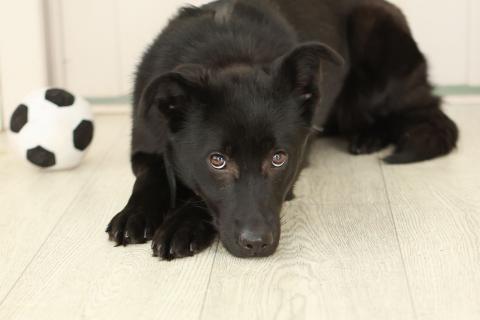 В дар собаку. Черный щенок Асти в дар. Фото4
