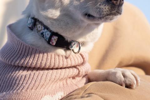 В дар собаку. Небольшая собачка Луна ищет дом!. Фото1