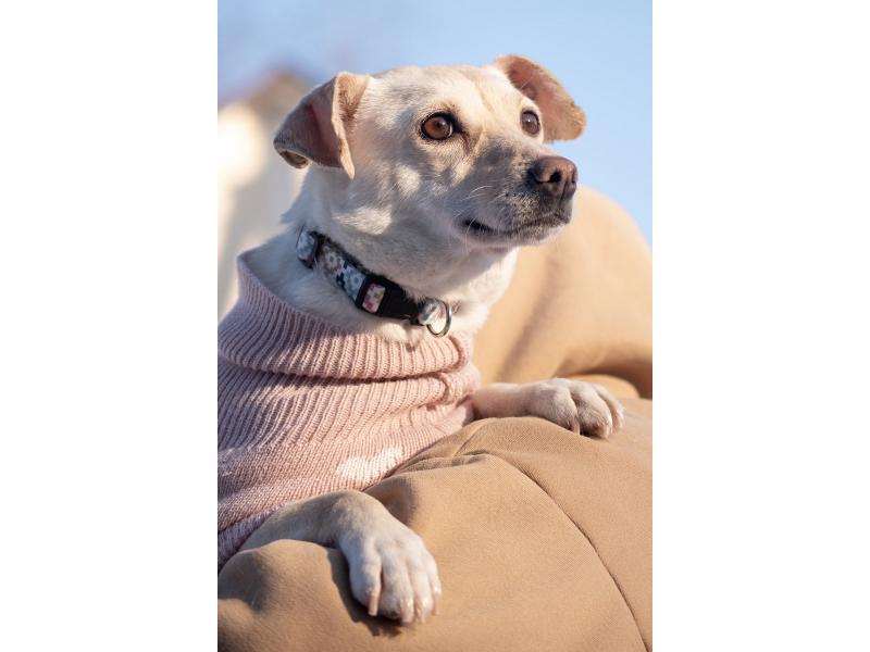 В дар собаку