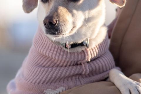 В дар собаку. Небольшая собачка Луна ищет дом!. Фото2