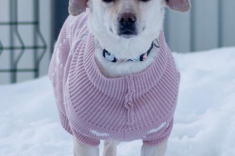 В дар собаку. Небольшая собачка Луна ищет дом!. Фото3