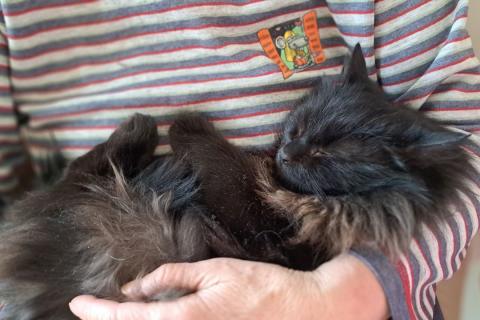 В дар кошку. Буся или Бусинка ищет дом!. Фото3