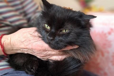 В дар кошку. Буся или Бусинка ищет дом!. Фото4