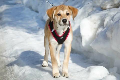 В дар собаку. Ласковая и нежная девочка-щенок Лилу ищет дом. Фото3