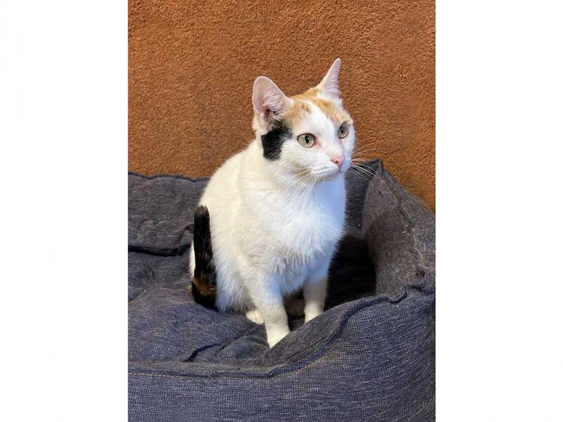 В дар кошку