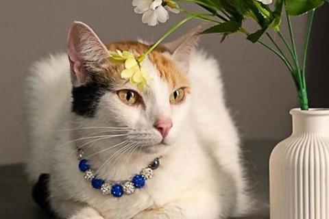 В дар кошку. Ласковая и нежная кошечка Снежинка ищет дом. Фото4