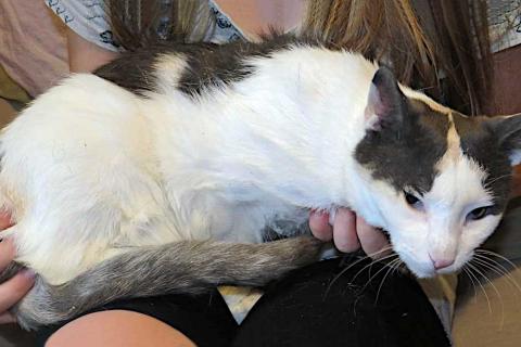 В дар кошку. Зюфа ищет дом. Фото3