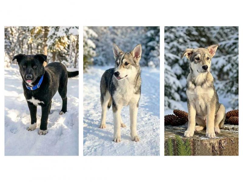 В дар собаку