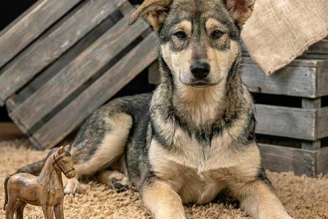 В дар собаку. Три щенячьх сердца ищут добрых хозяев. Фото4