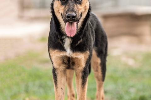 В дар собаку. Чудесная ласковая молодая собачка Клепа ищет дом. Фото1