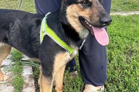 В дар собаку. Чудесная ласковая молодая собачка Клепа ищет дом. Фото2