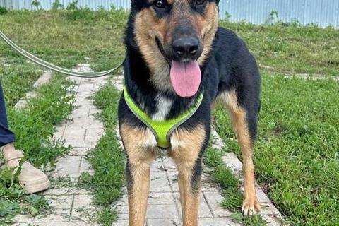 В дар собаку. Чудесная ласковая молодая собачка Клепа ищет дом. Фото3