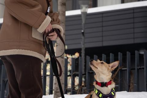 В дар собаку. Небольшая собачка Лисян ищет дом и семью!. Фото2