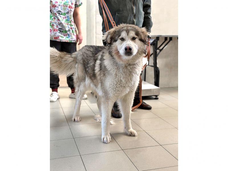 В дар собаку