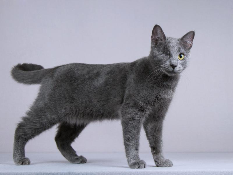 В дар кошку