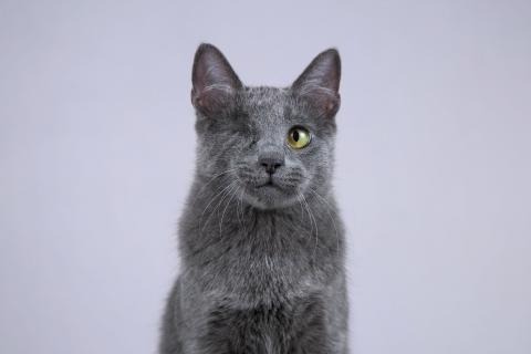 В дар кошку. Нежный ласковый котик Лапозай в добрые руки. Фото3