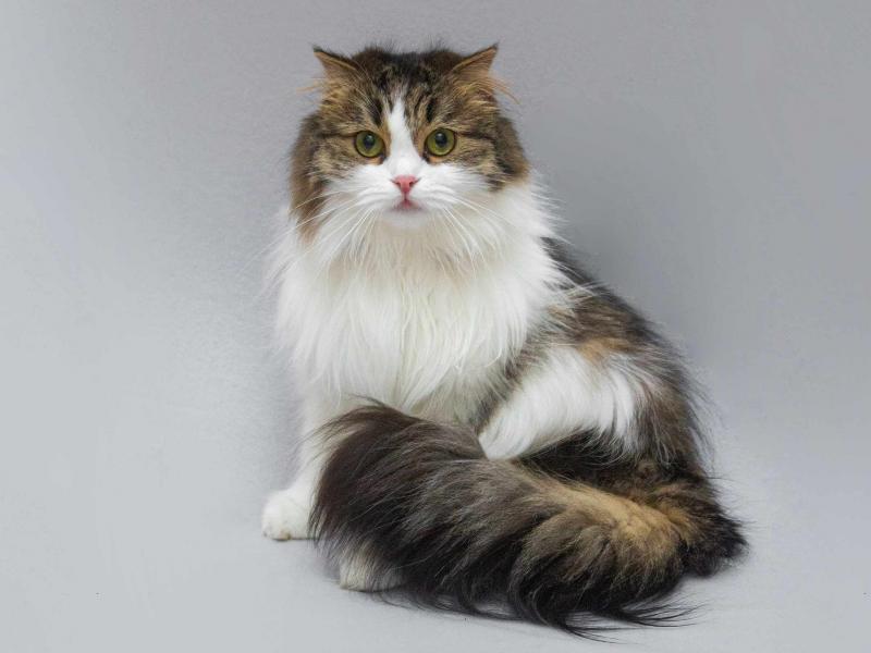 В дар кошку