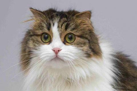 В дар кошку. Нежная ласковая кошечка Миу в добрые руки. Фото2