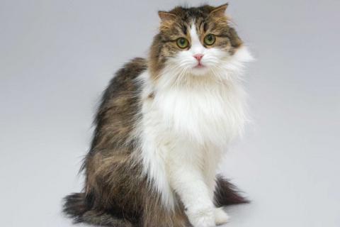 В дар кошку. Нежная ласковая кошечка Миу в добрые руки. Фото4