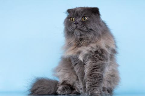 В дар кошку. Ласковый кот Помпон в добрые руки. Фото3